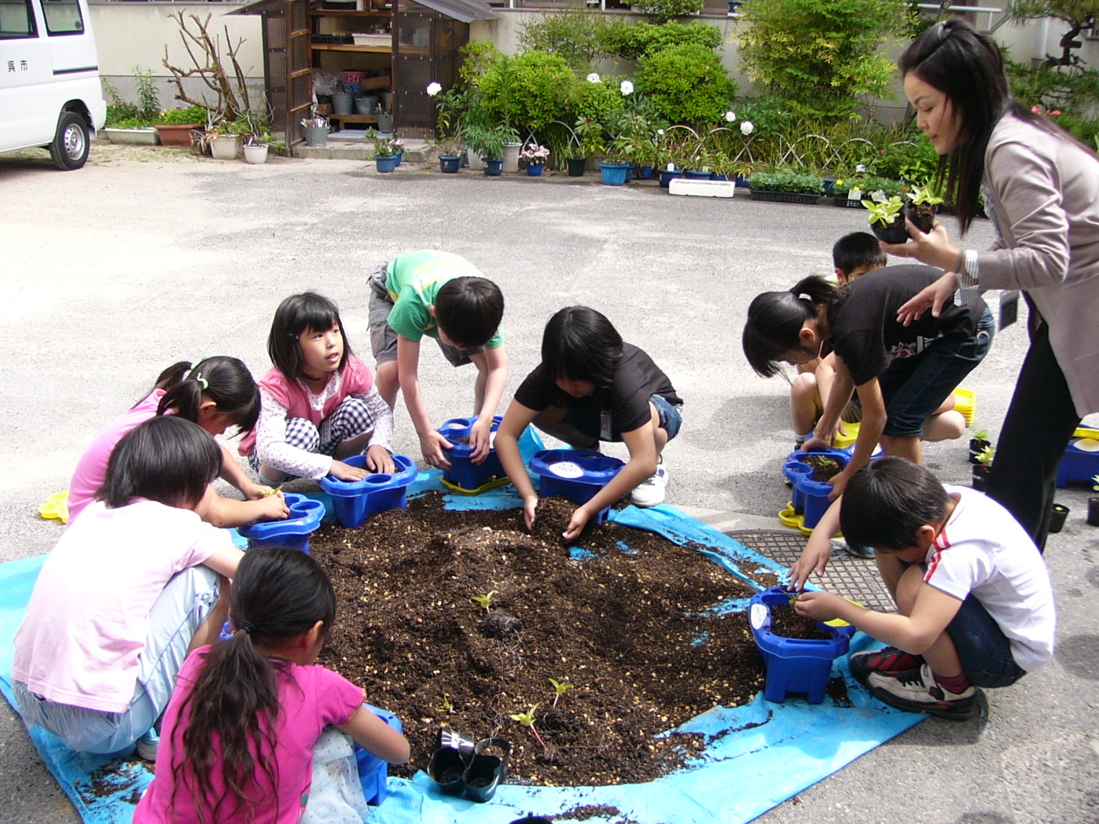 ホウセンカの苗の植え替え ３年生 呉市立和庄小学校 10年4月から11年9月